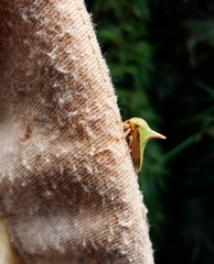 Umbonia spinosa