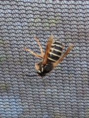 Dolichovespula albida