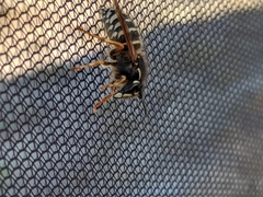 Dolichovespula albida