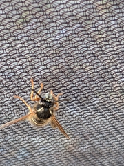 Dolichovespula albida