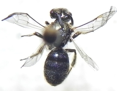 Lasioglossum versatum