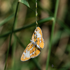 Mestra amymone