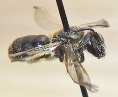 Lasioglossum versatum