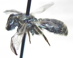 Lasioglossum versatum