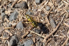 Vespula sulphurea