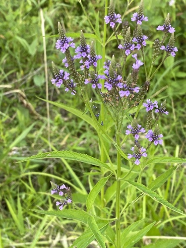 Verbena hastata (blue vervain) with bumblebee 2, Verbena ha…