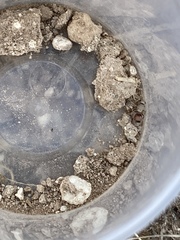 Dasymutilla monticola