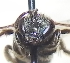 Lasioglossum versatum