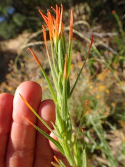 Castilleja minor