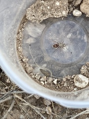 Dasymutilla monticola