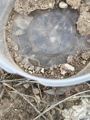 Dasymutilla monticola