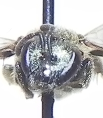 Lasioglossum versatum