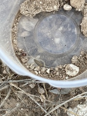 Dasymutilla monticola