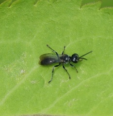 Lyroda