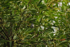 Polioptila dumicola