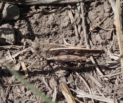 Cratypedes neglectus