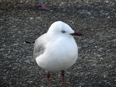 Chroicocephalus novaehollandiae scopulinus