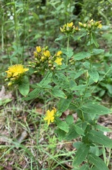 Hypericum mitchellianum