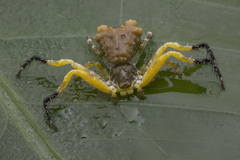 Phrynarachne ceylonica