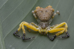 Phrynarachne ceylonica