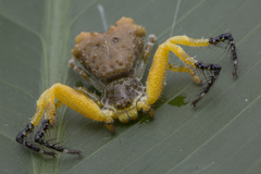 Phrynarachne ceylonica