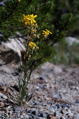 Erysimum perenne