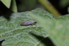 Graphocephala edwardsii