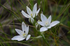 Ornithogalum orthophyllum kochii