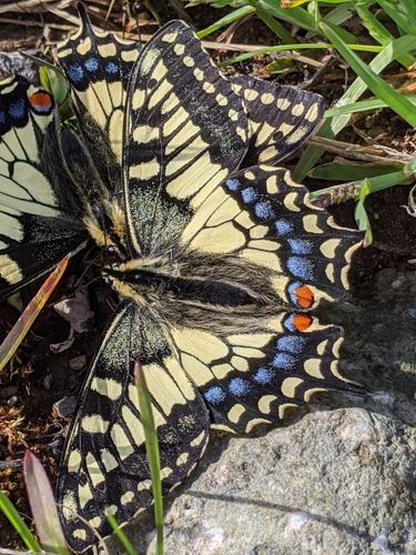 Old World Swallowtail photo 4