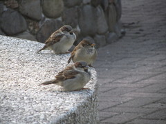 Passer domesticus domesticus