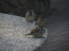 Passer domesticus domesticus