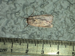 Noctuinae