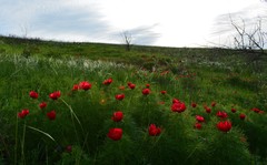 Paeonia tenuifolia