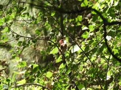 Haemorhous purpureus