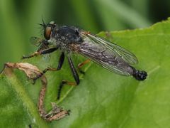 Neoitamus cothurnatus