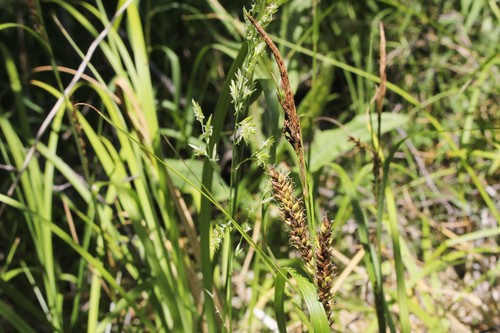 shoreline sedge (Carex hyalinolepis)