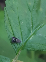 Anacampsis levipedella