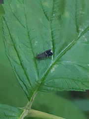 Anacampsis levipedella