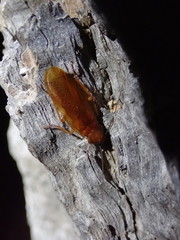 Parcoblatta americana