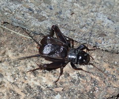 Gryllus vocalis