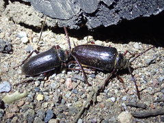 Prionus californicus