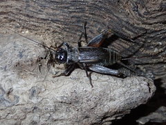 Gryllus vocalis