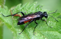 Macrophya annulata