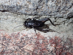 Gryllus saxatilis