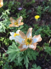Trollius laxus