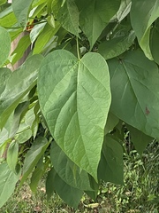 Catalpa