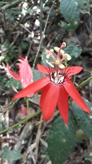 Passiflora miniata