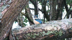 Todiramphus sanctus vagans