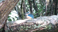 Todiramphus sanctus vagans