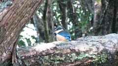 Todiramphus sanctus vagans